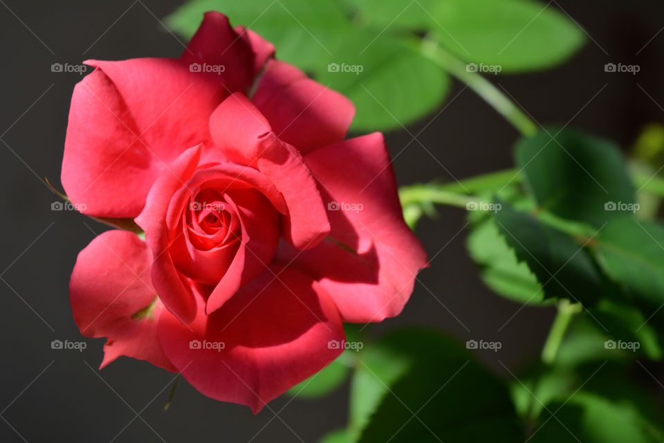 beautiful pink rose flower macro in the solar light