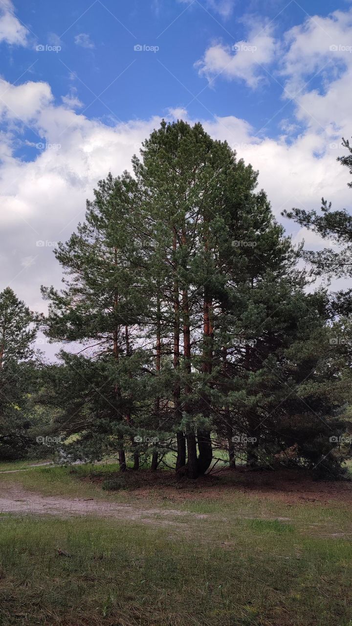 High old pine trees, blue sky with white heavy clouds above. Beautiful forest view