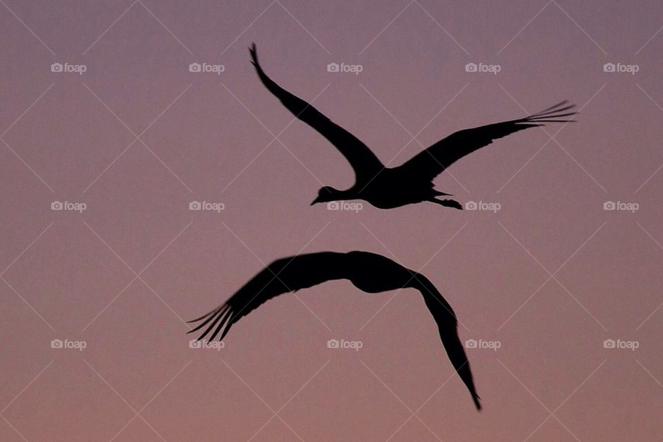 Albatross flying