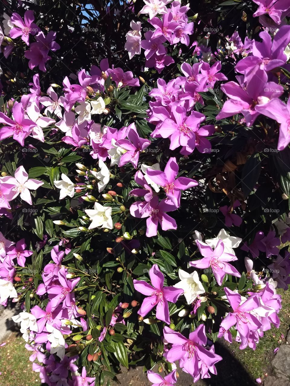 pink and white Flowers