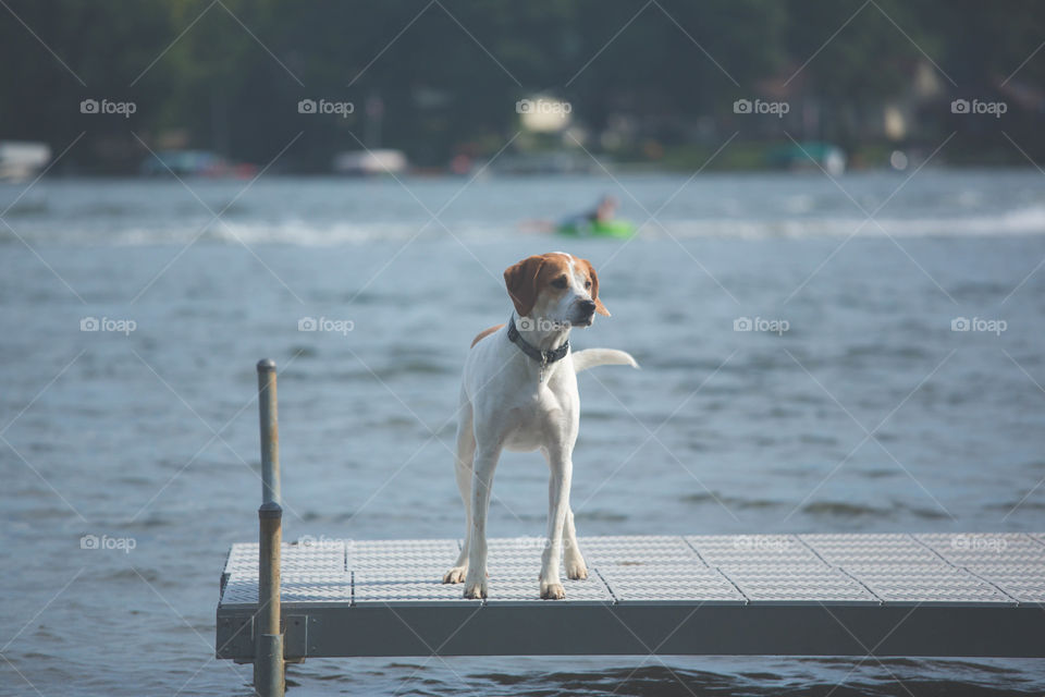Dog on pier 