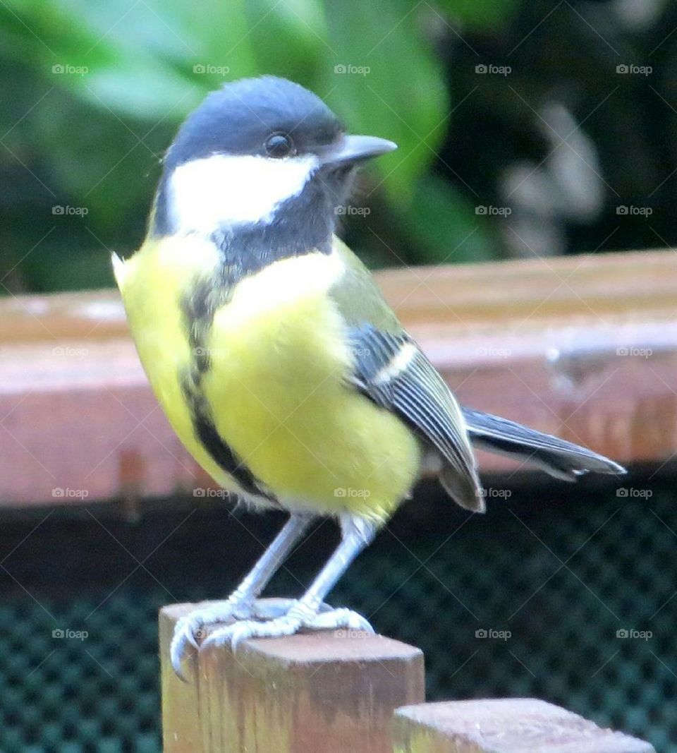 black tit