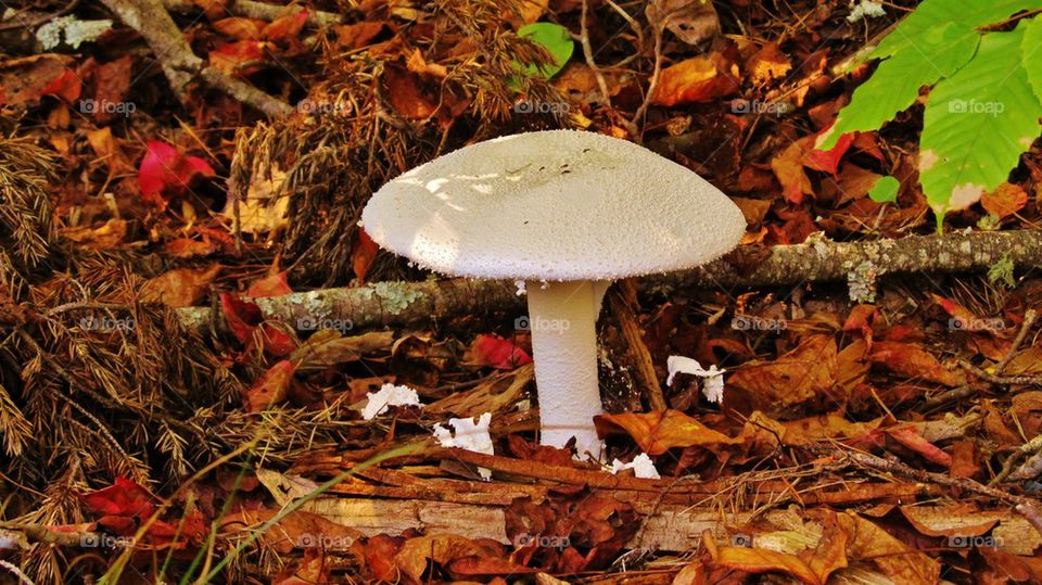 Mushroom in the Forest