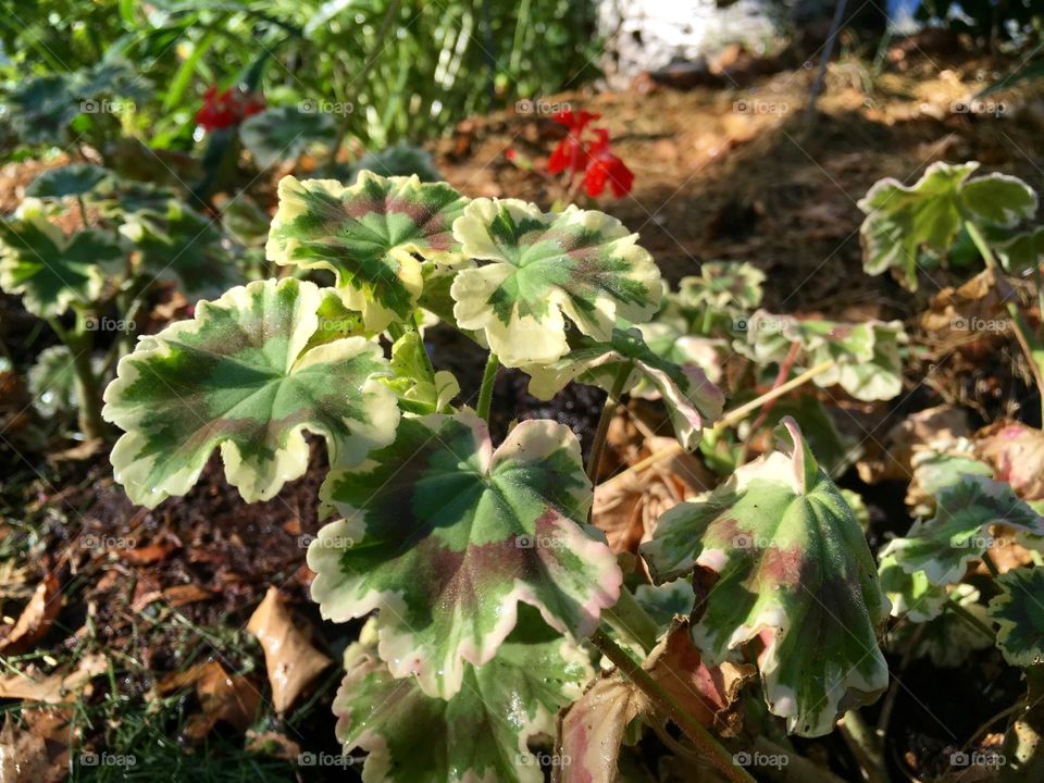 Green Leaves