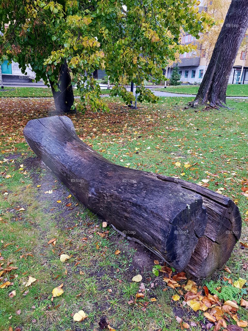 very old tree in the park