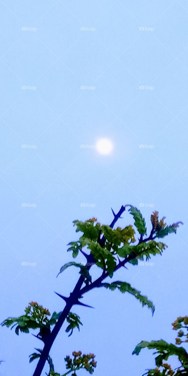 moonlight on daytime