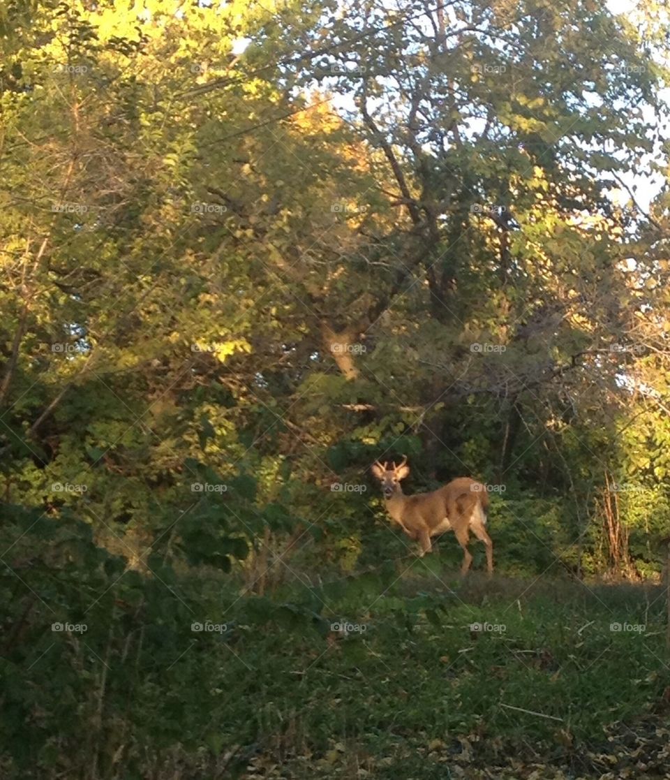 hunting fall deer antlers by leanderthal