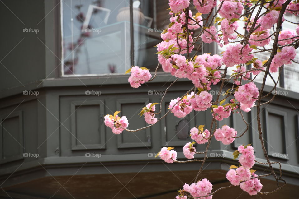 pink blossom tree in front of city window