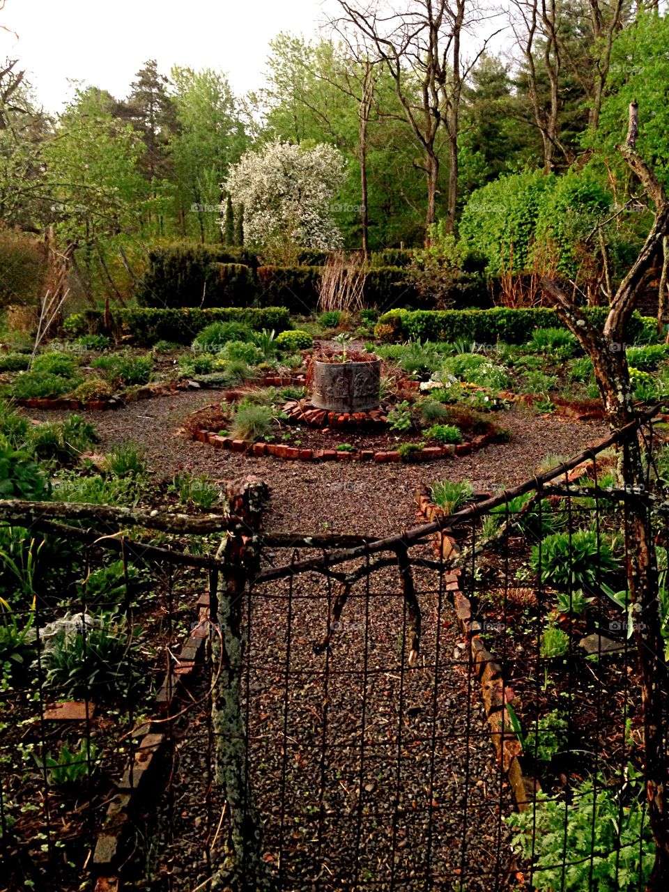 Sunset garden. My garden in sunset light