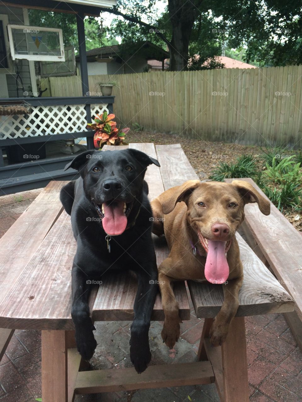 Dogs On a Picnic Table