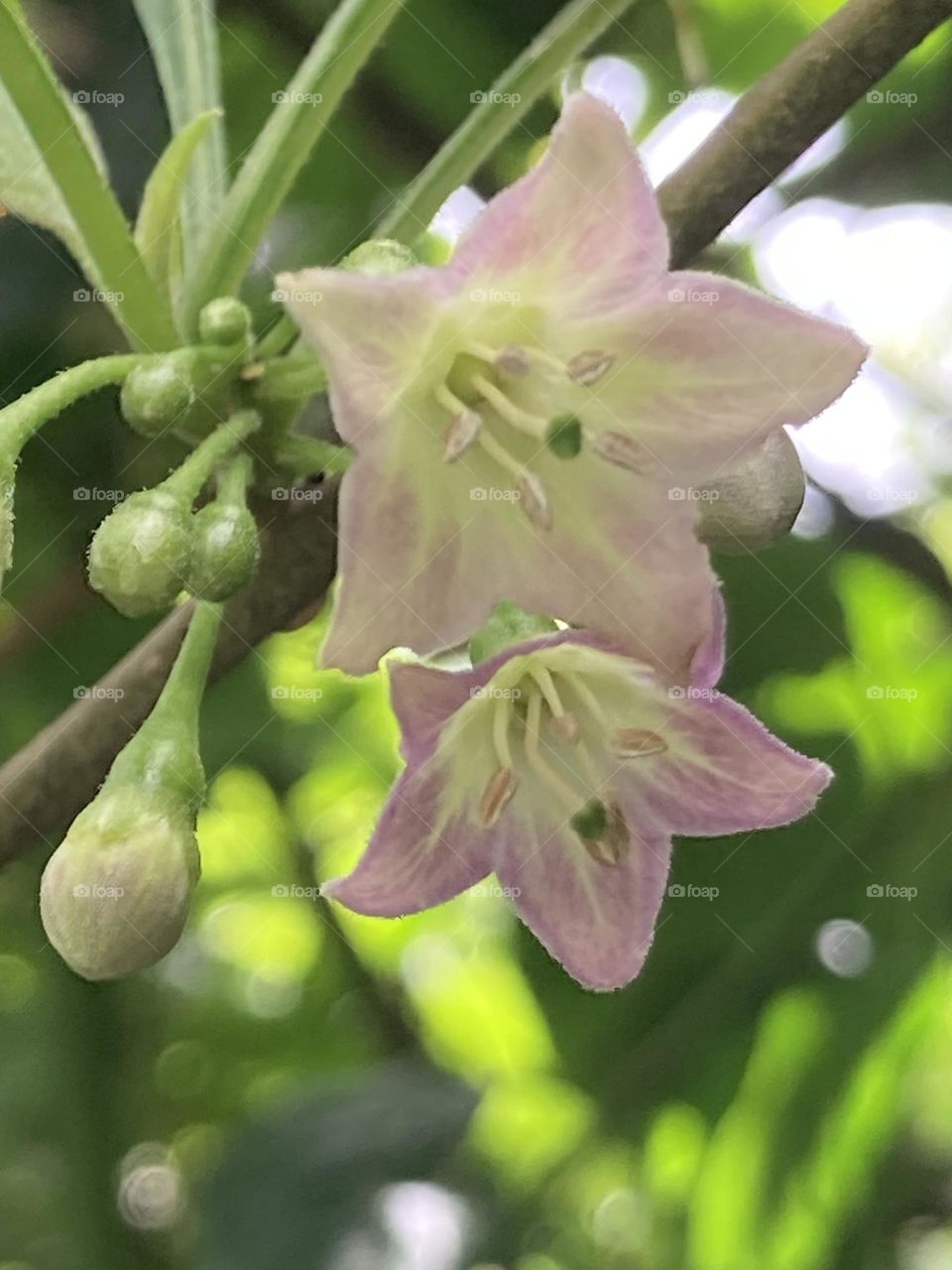 Flores levemente roxas em formato de sino. Fundo verde claro com botões florais.