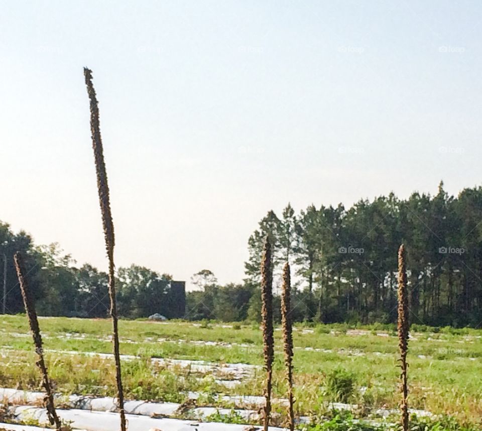 Looking across the field 