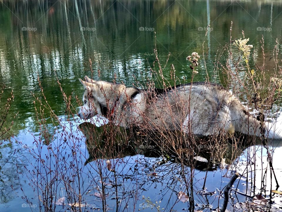Husky stealthily exploring the pond