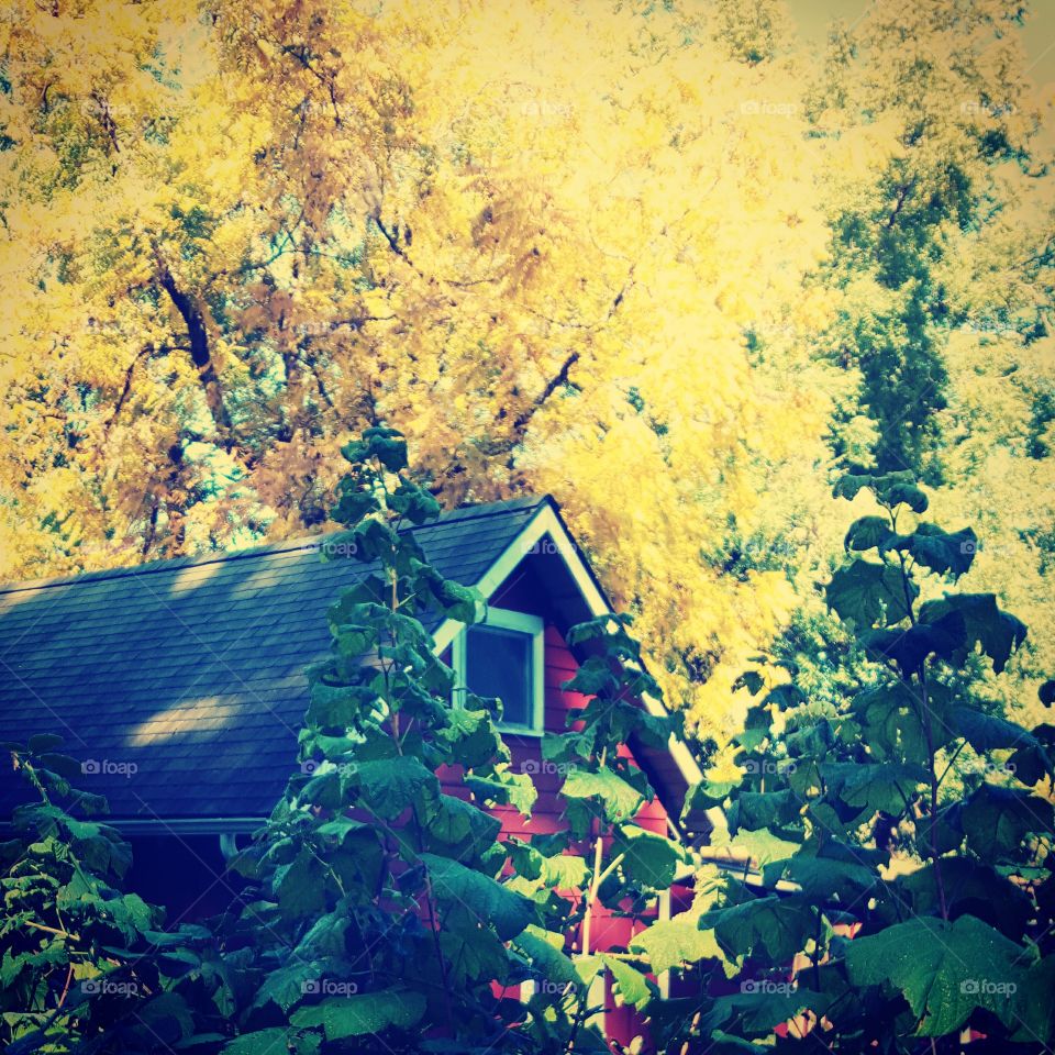 Fall, Wood, No Person, Leaf, Tree