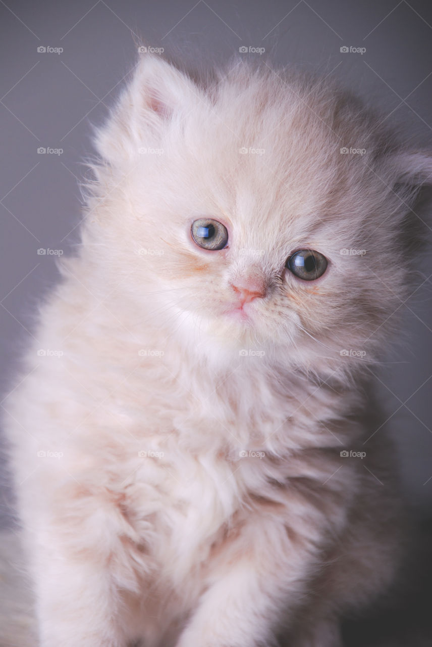 Portrait of kitten