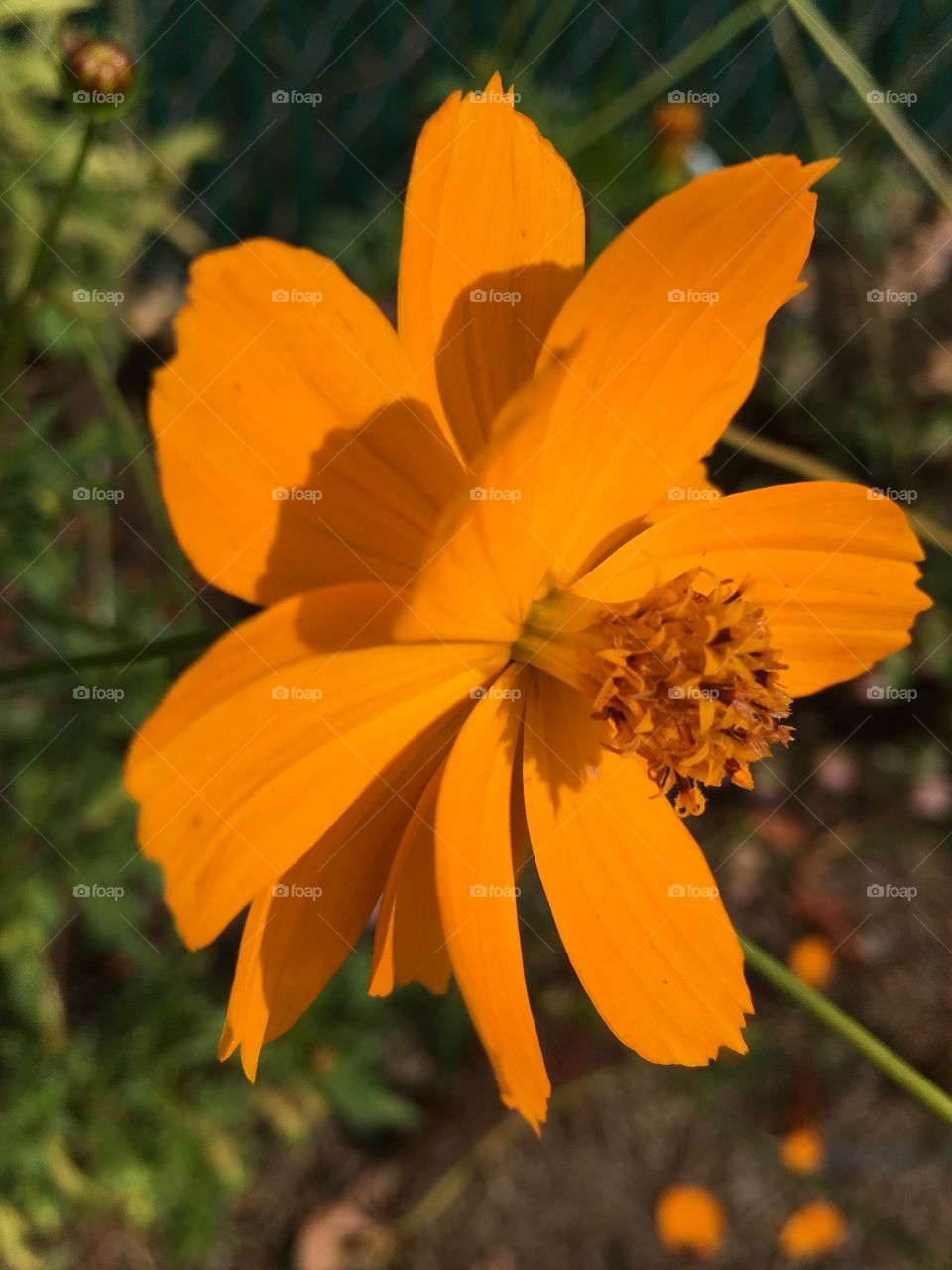 Orange flower in morning light