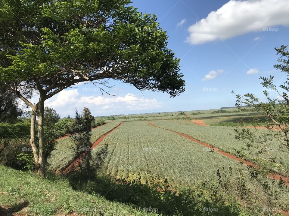 Pineapple farm.Photo taken on a beautiful Sunday when admiring our nature.photo taken by me.