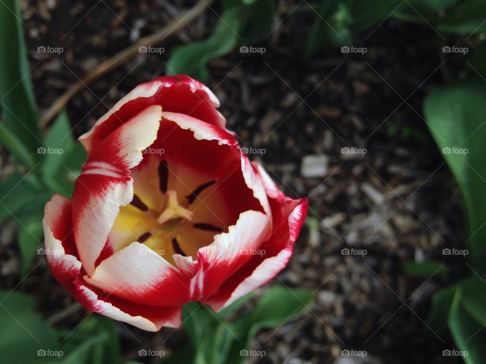 Red Tulip