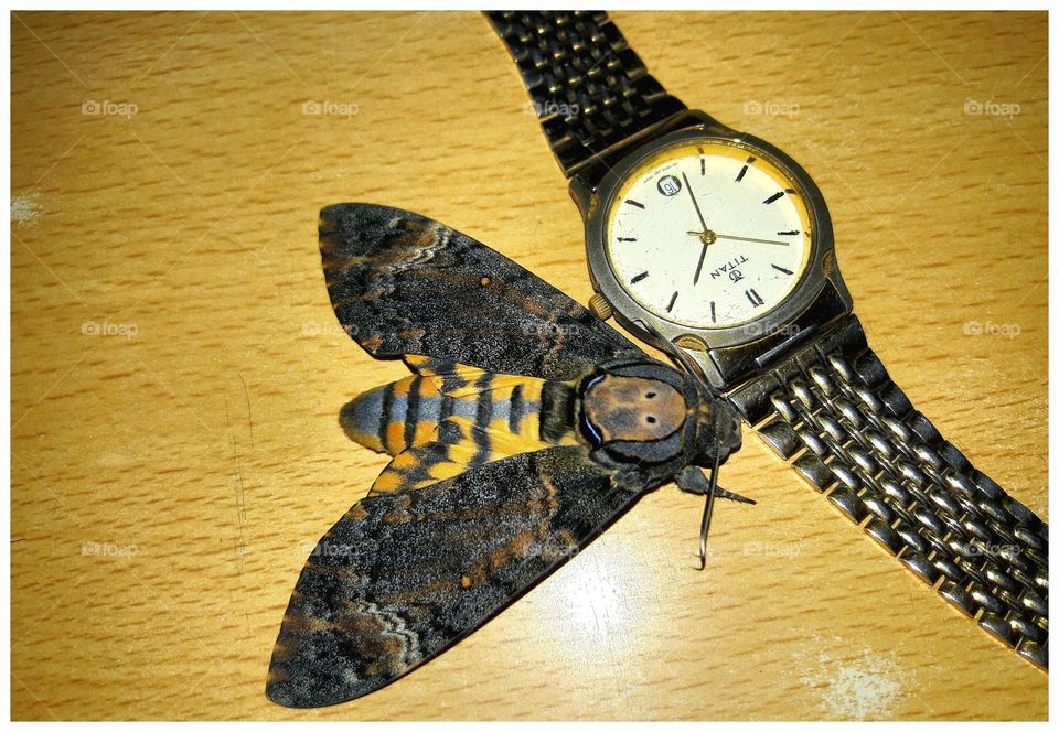 Moth with watch