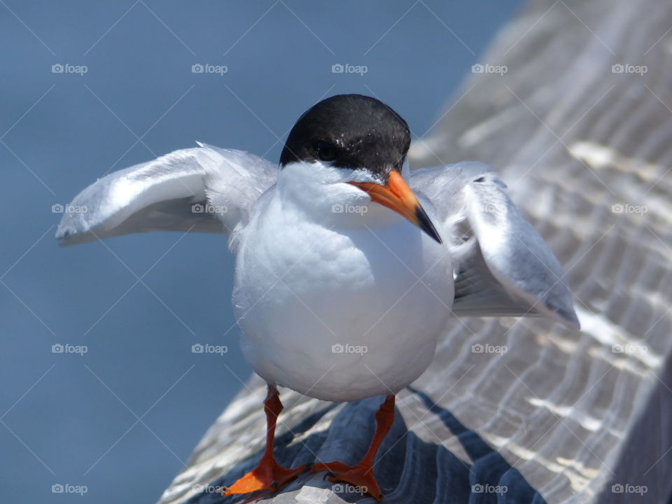 Tern showing off