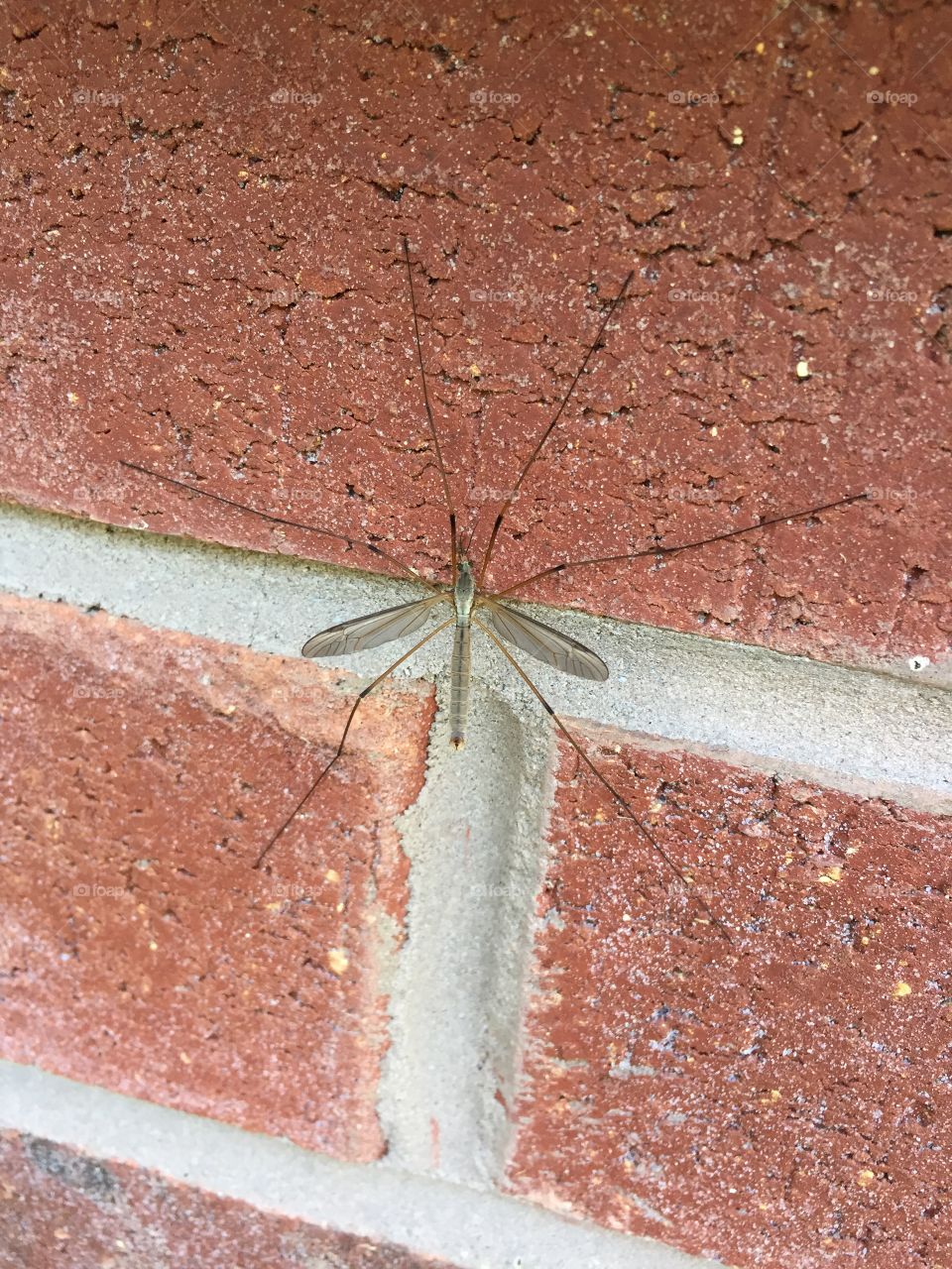 Crane fly on wall