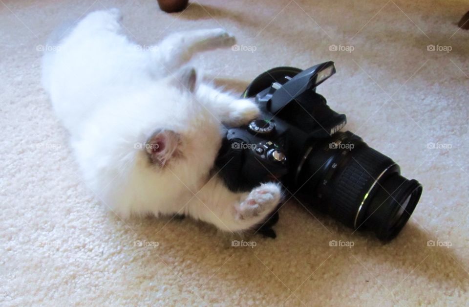 Ragdoll cat