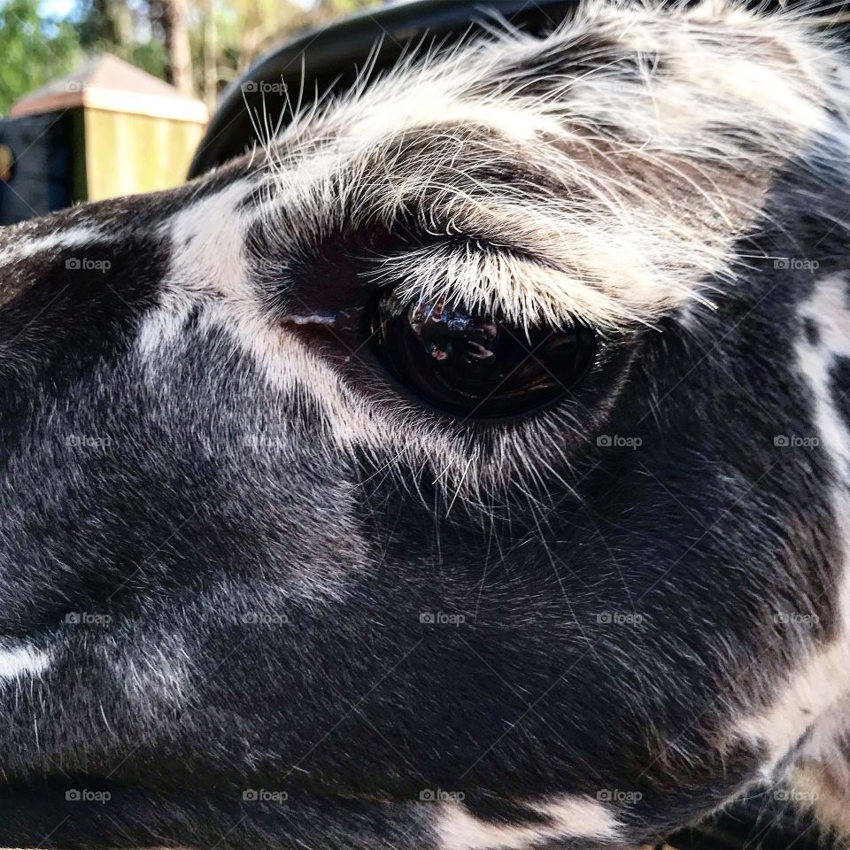 Close up of a black and white llama face