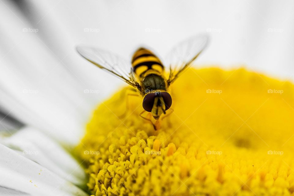 Yellow striped fly on daisy flower close up