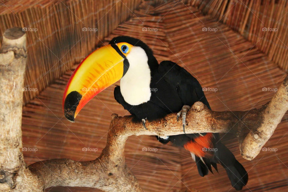 colourful bird toucan by dannytwotaps