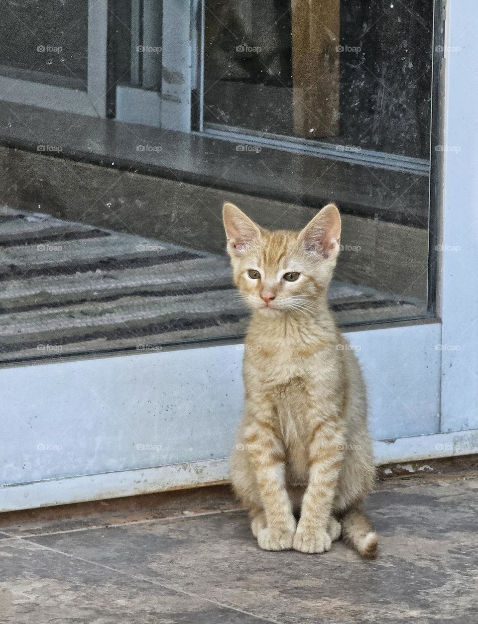 Beige, caramel, coffee and milk, these are the many names for the colors on this ginger kitten. The hues of brown and beige are some we find in nature, especially in Autumn.