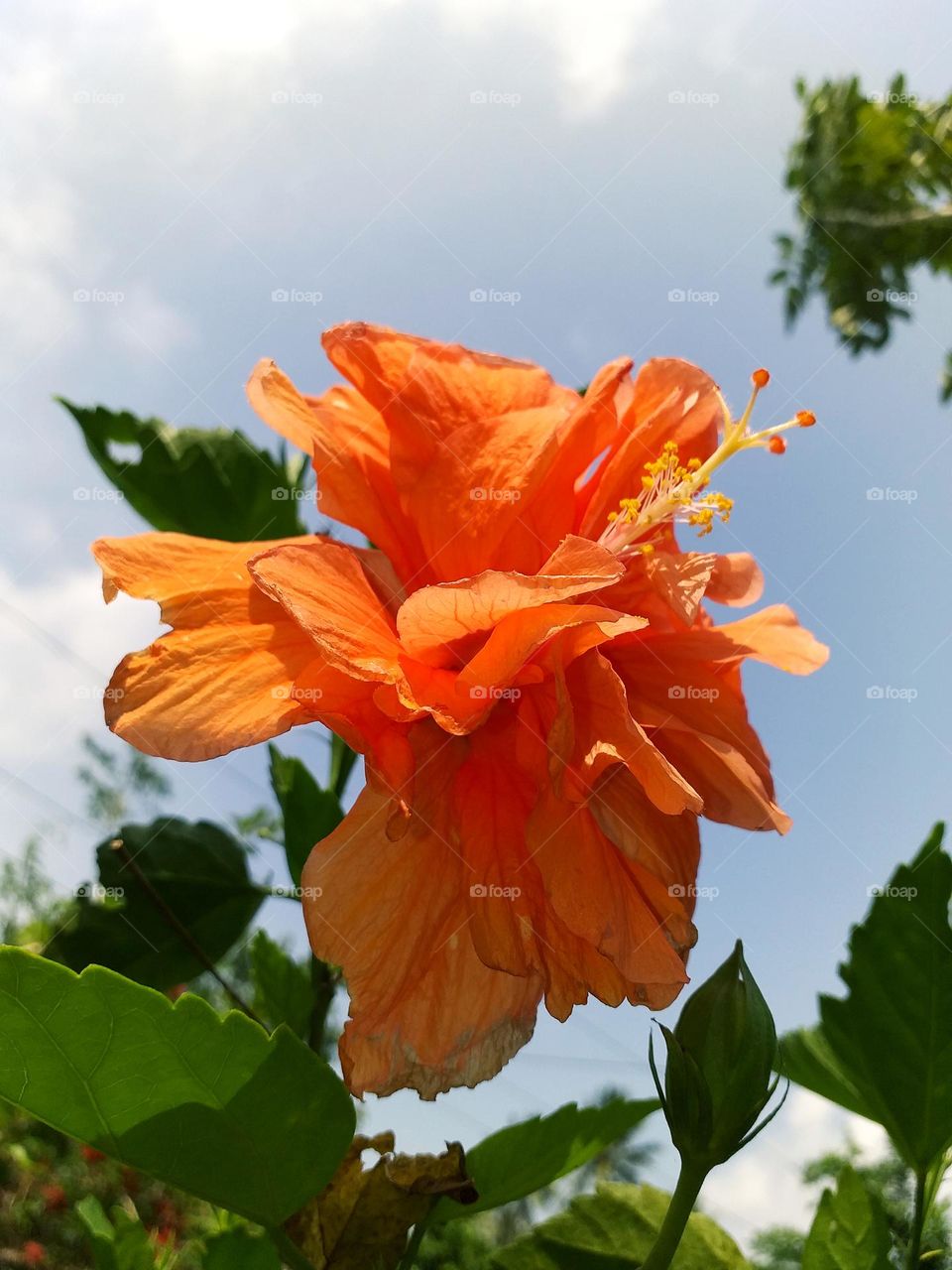 Orange Hibiscus with Double Petals