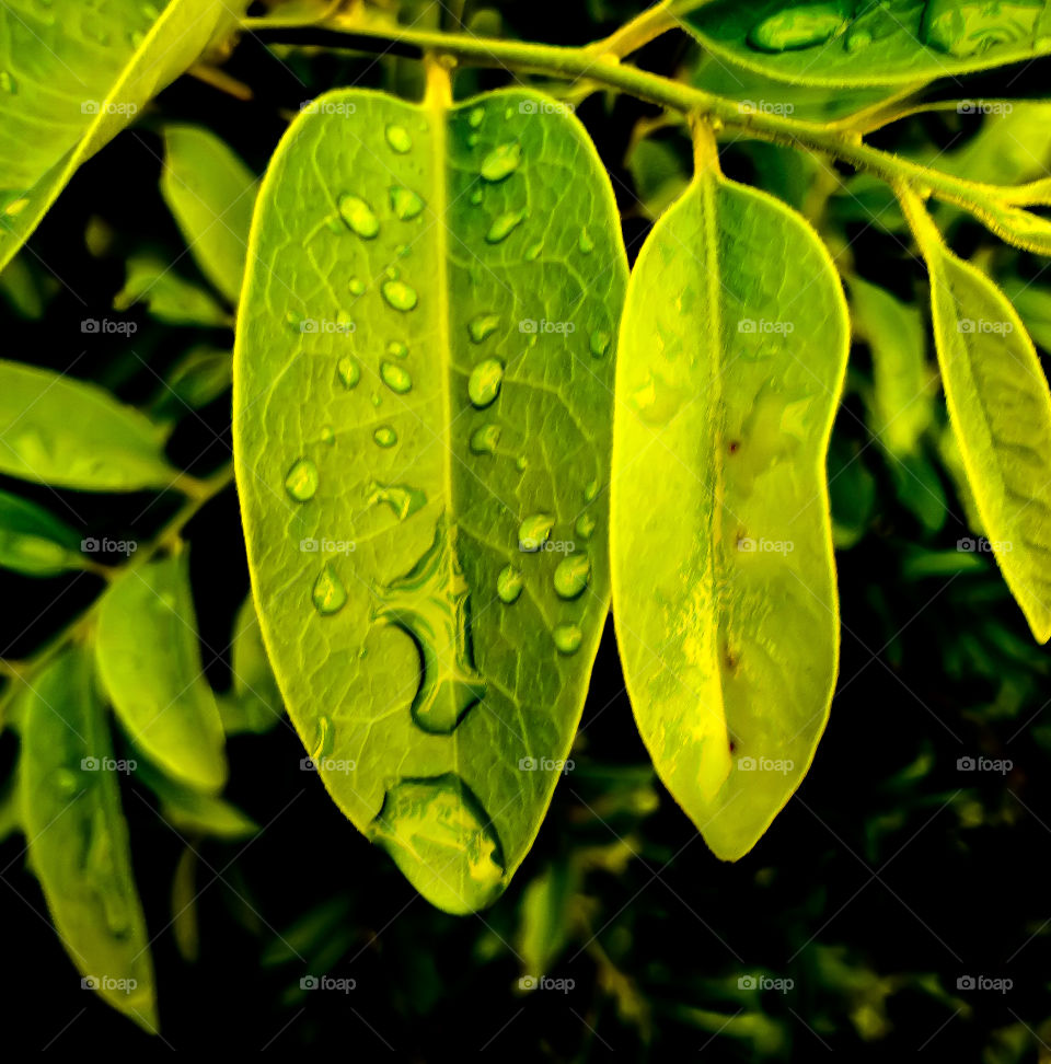 Raindrops over the leaf