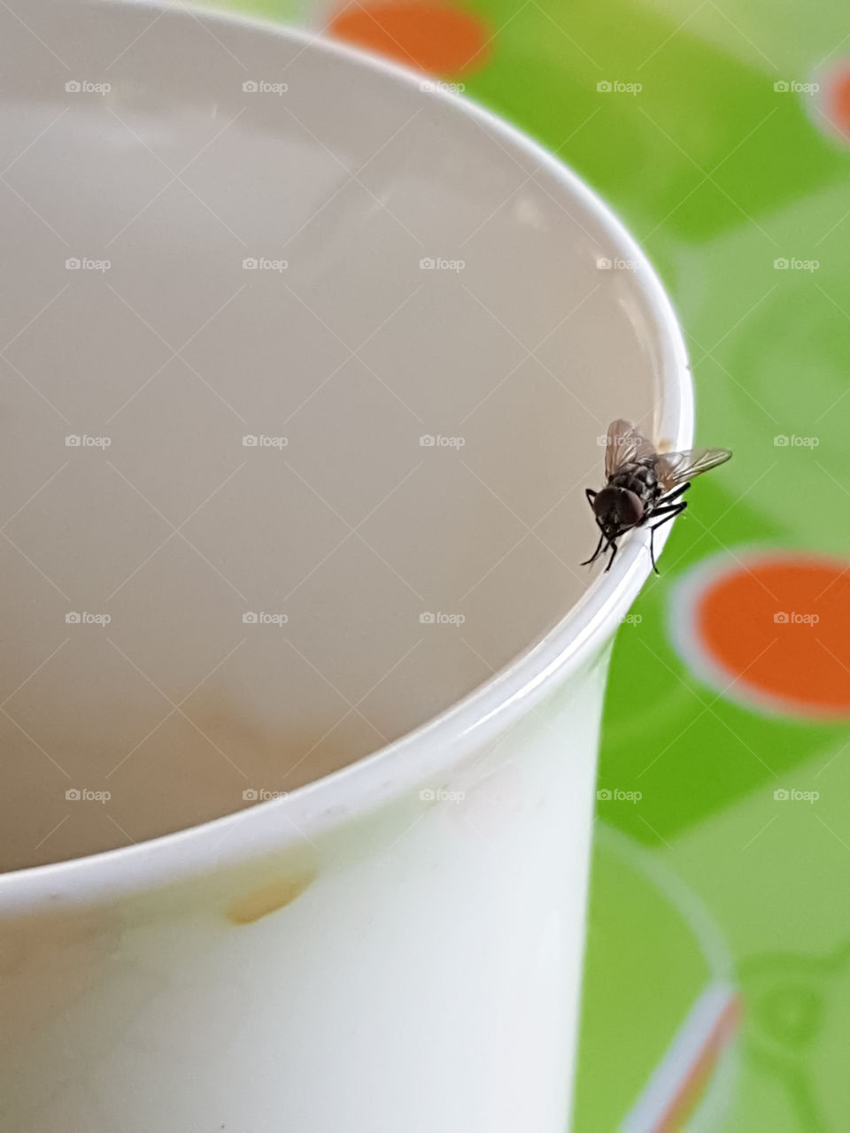 A fly was swarming on the edge of white coffee cup.