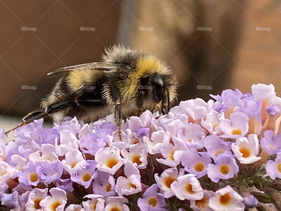 Bee 