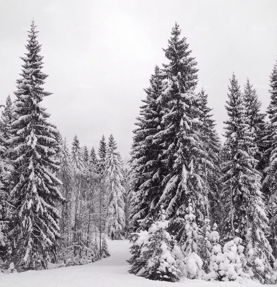 Winter landscape in Dalarna, Sweden