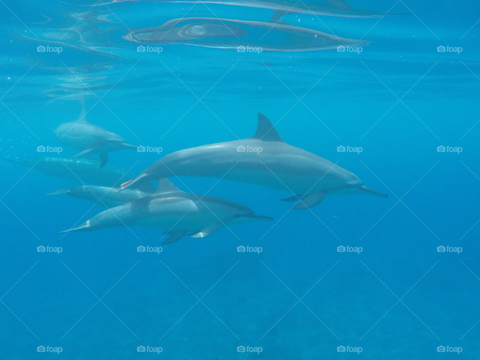 Spinner Dolphins, Big Island