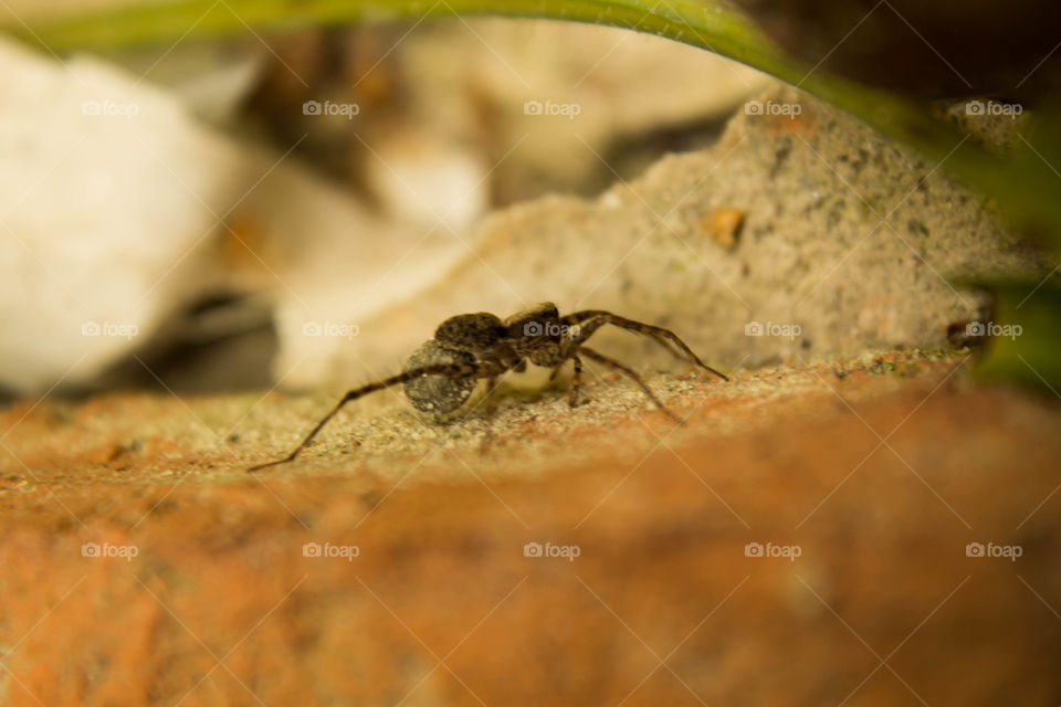 arachnid hunting at morning