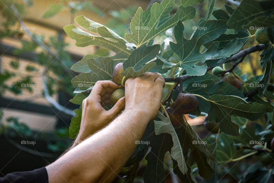 Harvesting figs in autumn