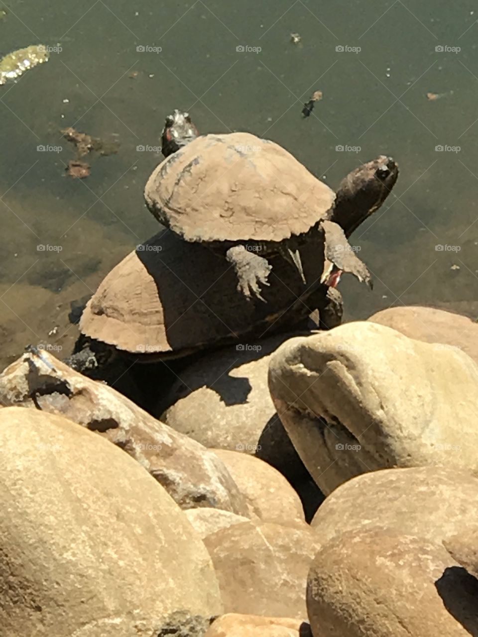 Two turtles acrobats outside water wet rocks green brown tortoise 