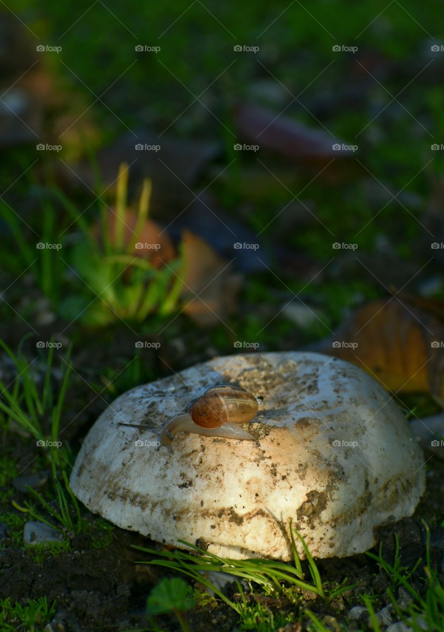 mushroom