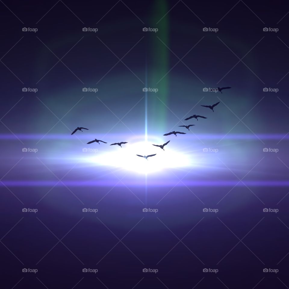 Birds Light Explore Universe Truth