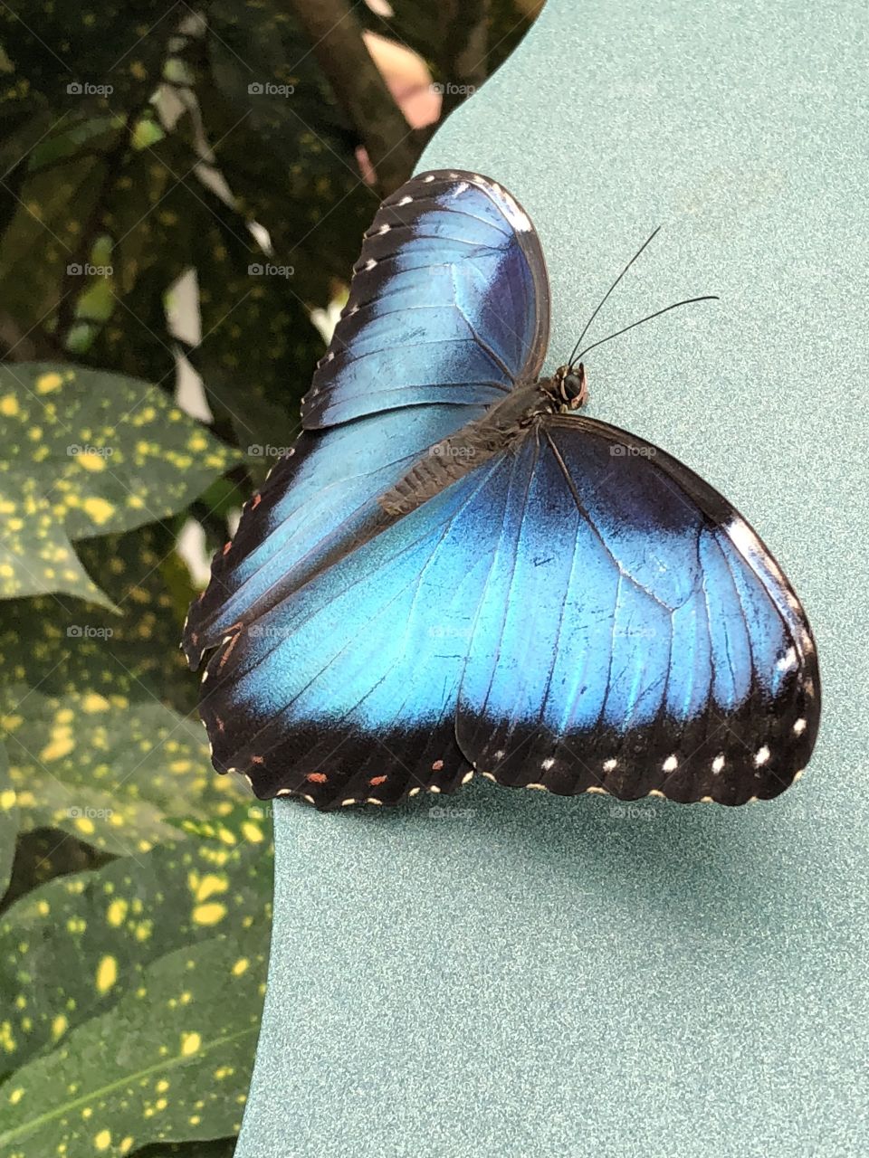 A close-up shot of a beautiful emperor butterfly from the inside of Key West’s Butterfly Conservatory. 