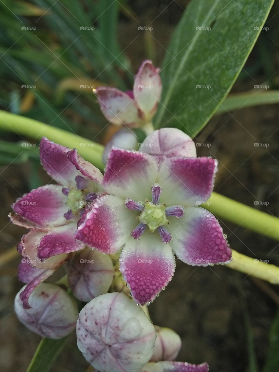 flowers