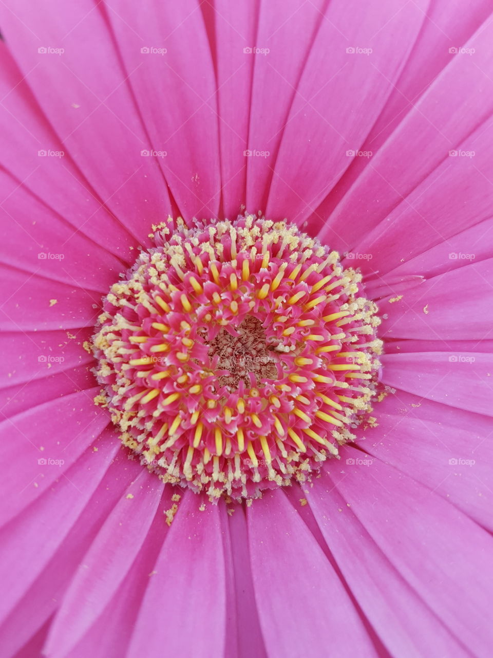 Full frame shot pink flower