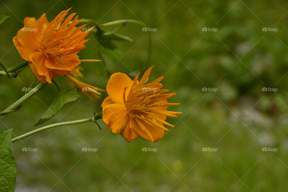 Two orange Flowers