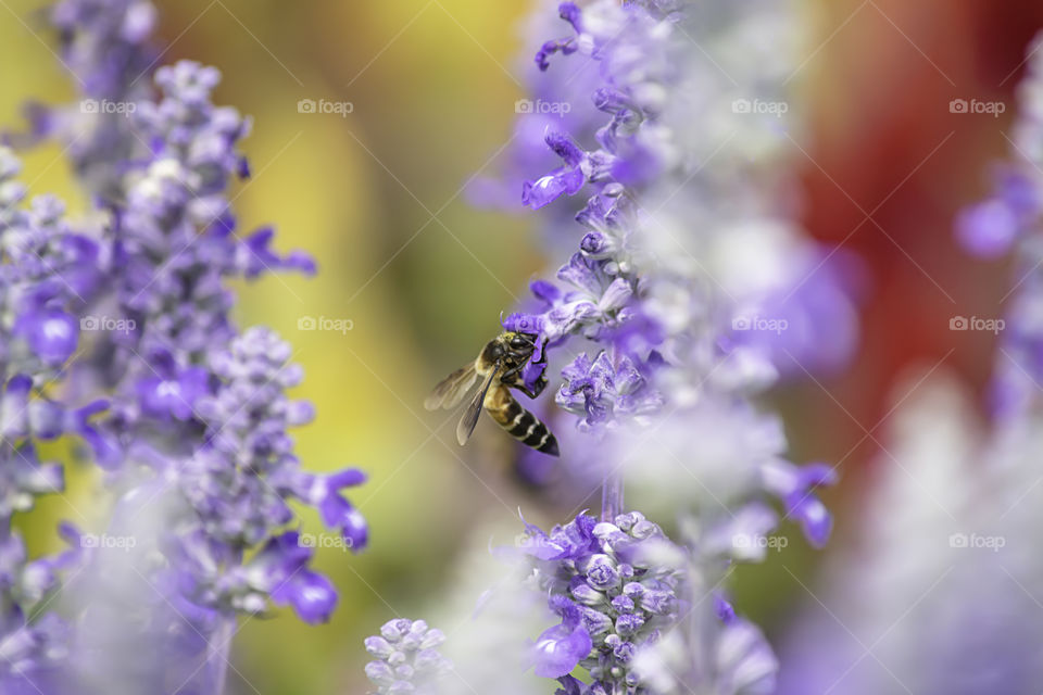 Bee on purple flowers or Lavandula angustifolia in garden