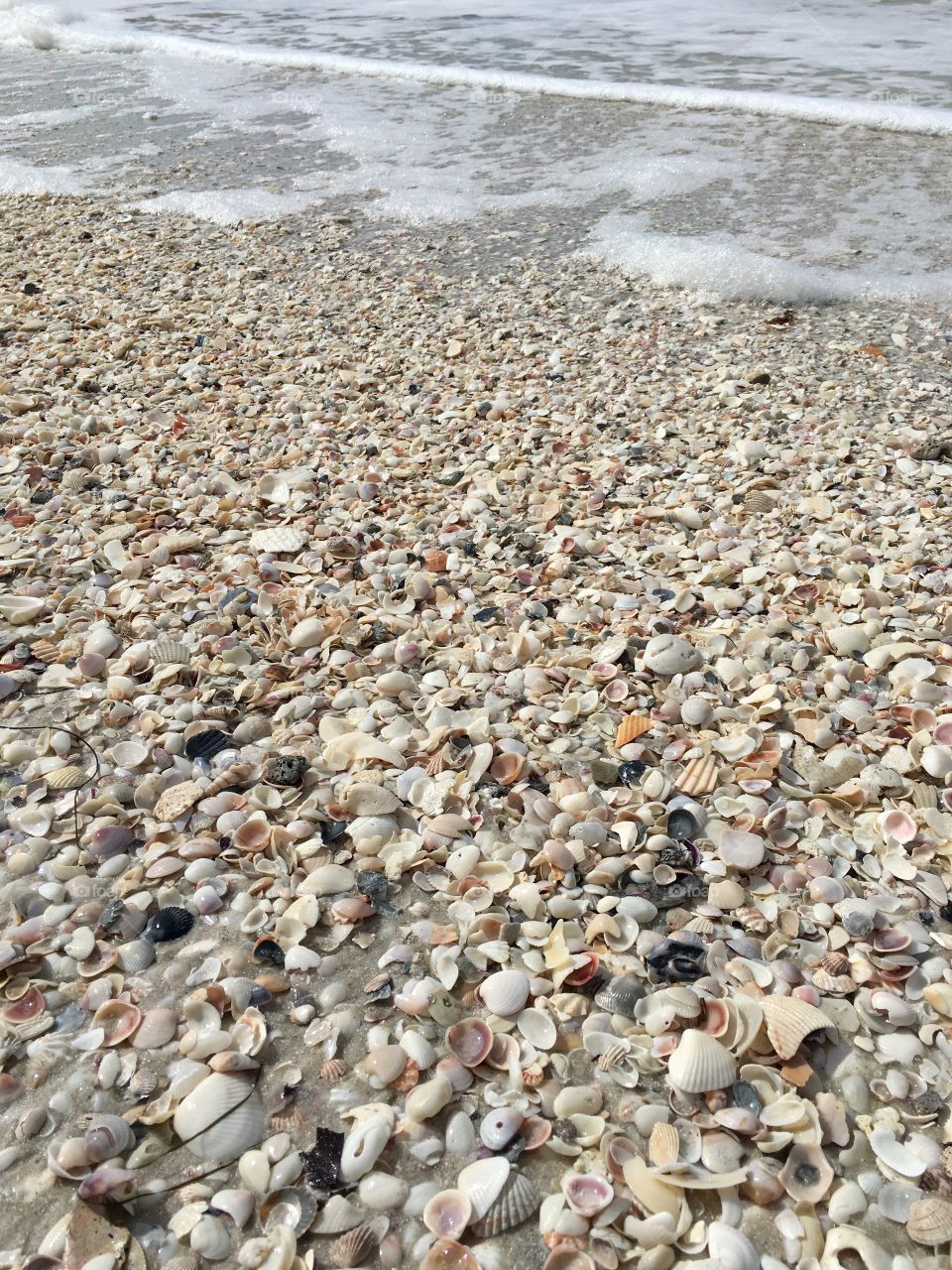 Seashell Beach 