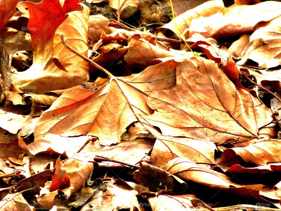 Close-up of dead leaf