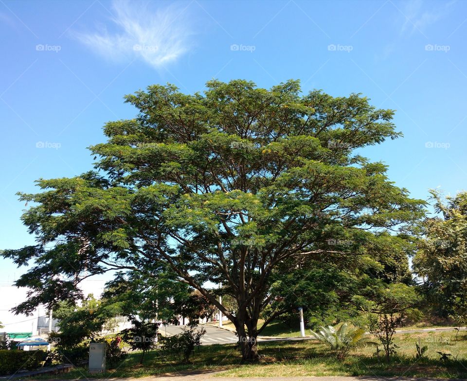 The big tree and the small cloud