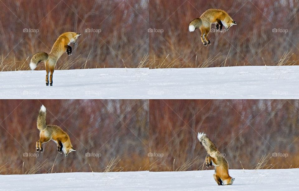 Red Fox mousing